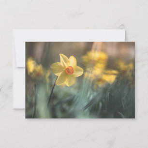 Cartão com fotos natural de Daffodil da Flor Amare
