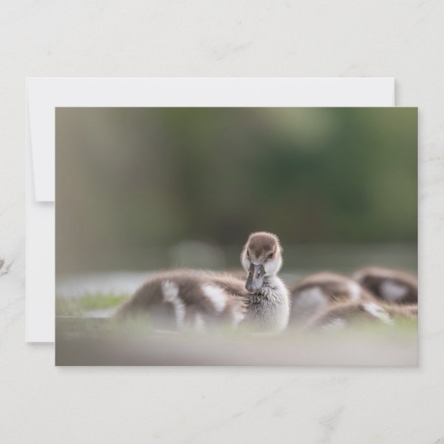 Cartão com fotos natural do Pintinho (Frente)