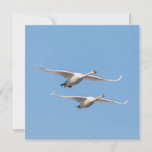 Cartão com fotos natural dos Cisnes Voadores