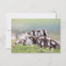 Cartão com fotos natural dos Pintinhos gansos