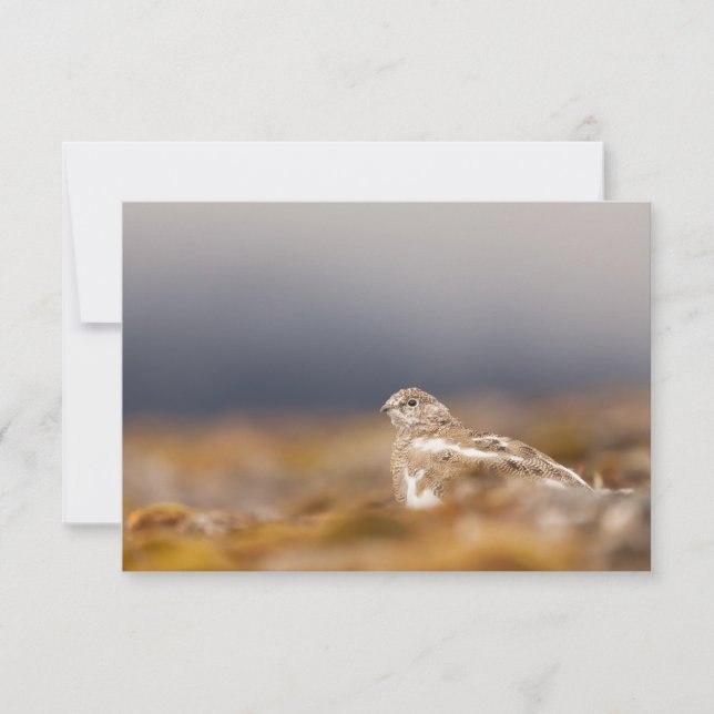 Cartão com fotos natural Svalbard Ptarmigan (Frente)