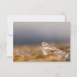 Cartão com fotos natural Svalbard Ptarmigan