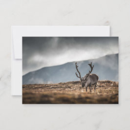 Cartão com fotos natural Svalbard Reindeer
