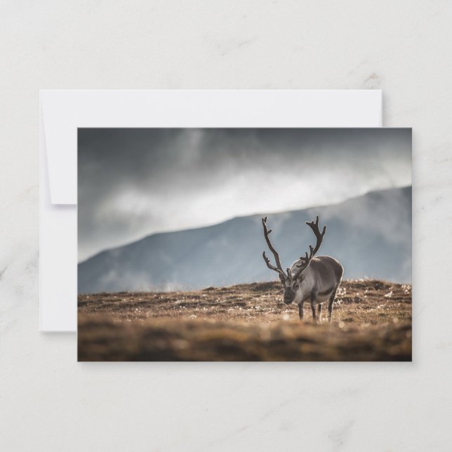 Cartão com fotos natural Svalbard Reindeer (Frente)