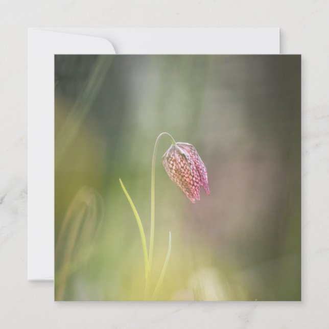 Cartão com fotos Natureza da Flor do Xadrez (Frente)