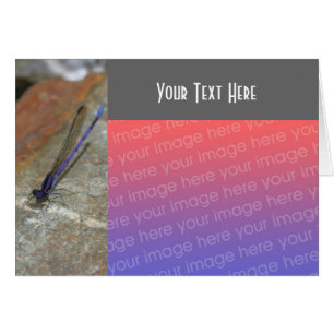 Cartão com fotos Roxo Damselfly