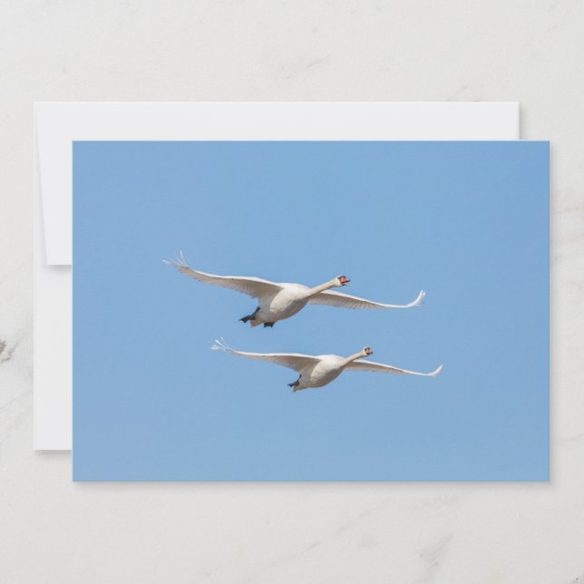 Cartão com fotos Swans Nature (Frente)