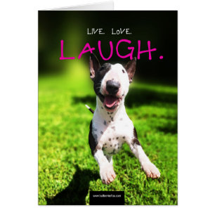 Cartão com fotos "vivo, amor de bull terrier, ris
