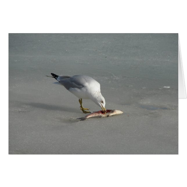 Cartão Coma Peixe (Frente Horizontal)