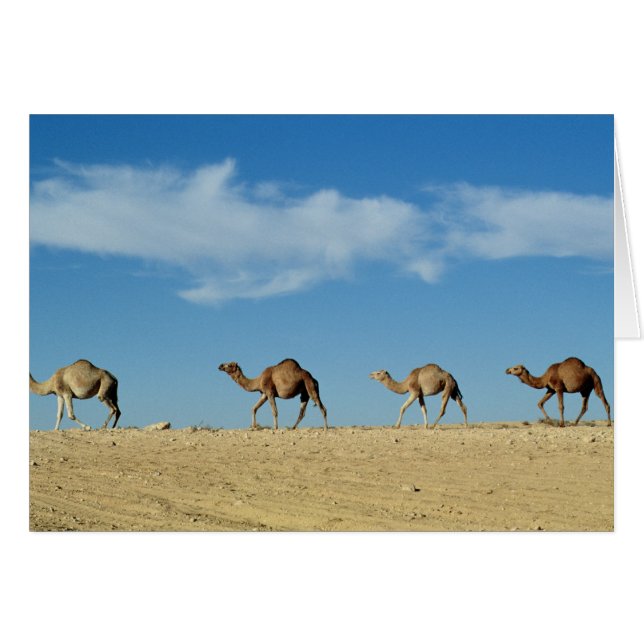 Cartão Comboio Camel (Frente Horizontal)