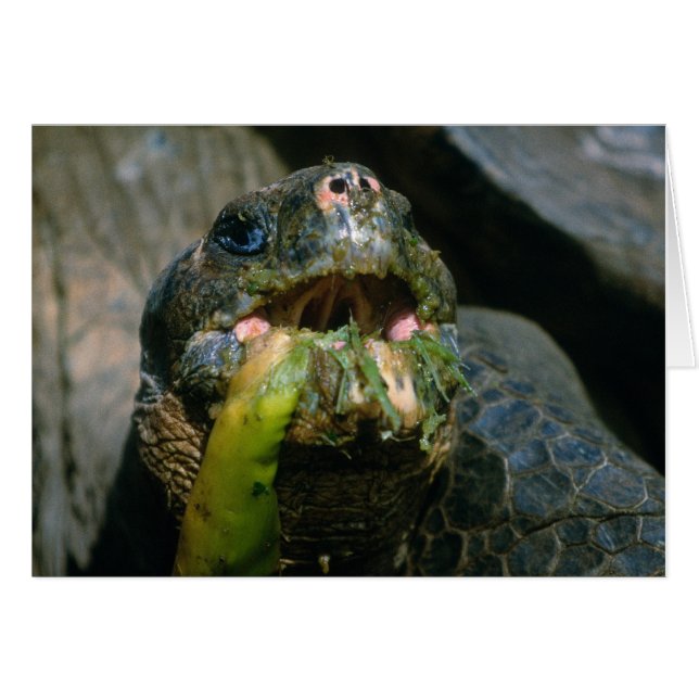 Cartão Comedor de disquete (Frente Horizontal)