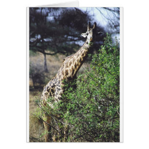 Cartão Comer do Masai de Twiga (girafa do Masai)
