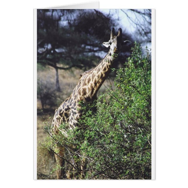 Cartão Comer do Masai de Twiga (girafa do Masai) (Frente)