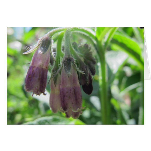Cartão Comfrey Flowers (Frente horizontal)