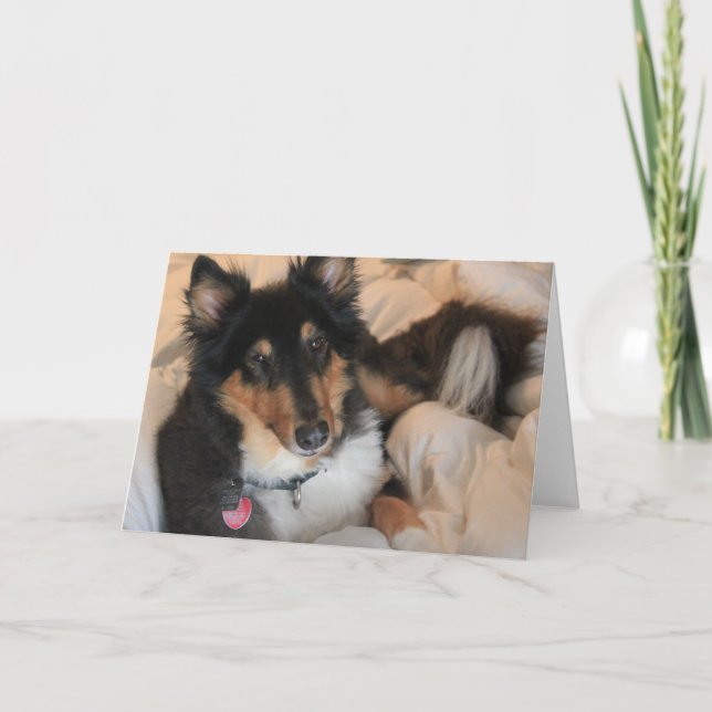 Cartão Comfy Collie blank note cards (Frente)