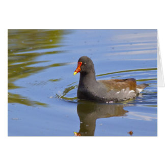 Cartão Common Moorhen