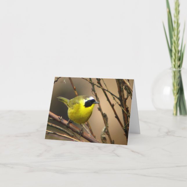 Cartão Common Yellowthroat • Joe Sweeney - card (Frente)
