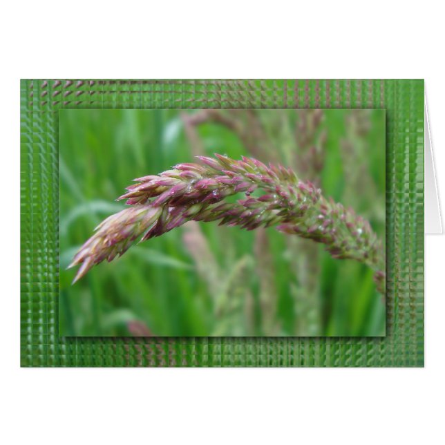 Cartão Como a grama cresce (Frente Horizontal)