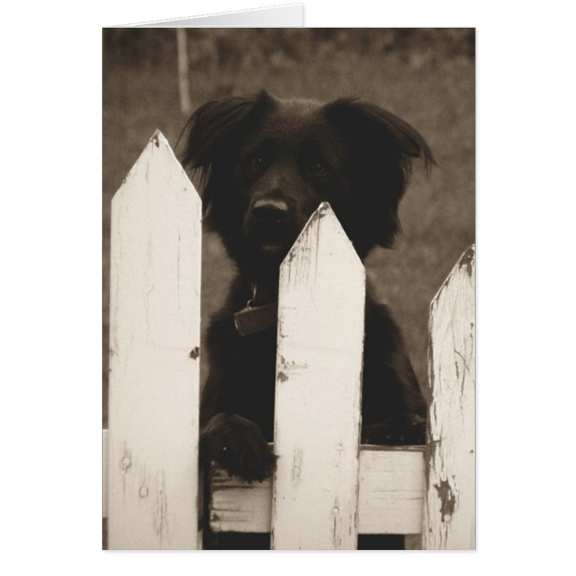 Cartão como estão as coisas? (Frente)