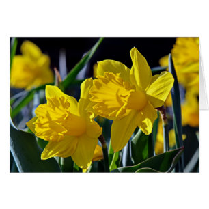 Cartão Companheiros amarelos