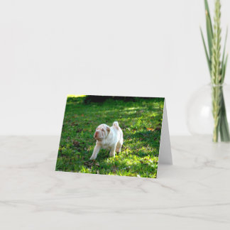 Cartão Companheiros leais: Shar-pei