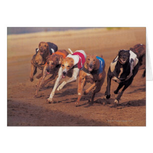 Cartão Competência de galgos na trilha