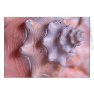 Cartão Conch de espiralamento