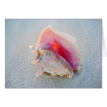 Conch Shell da rainha na praia de Bahamas