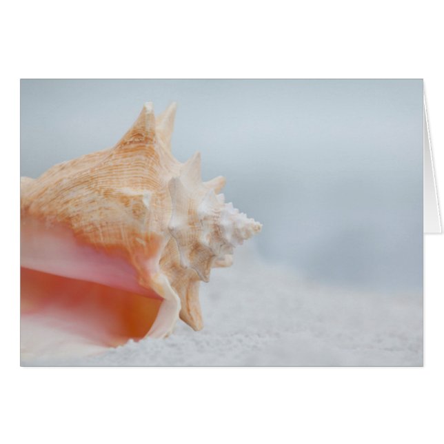Cartão Conch Shell | Flórida (Frente Horizontal)