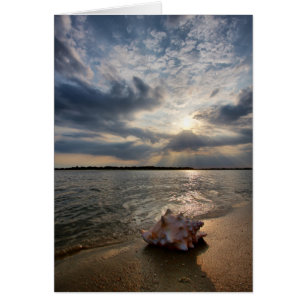 Cartão Conch Shell Na Praia Rua Augustine, Fl