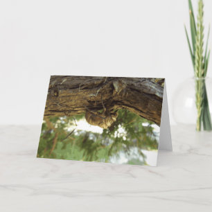 Cartão Concha de Cicada. Estava com pressa.