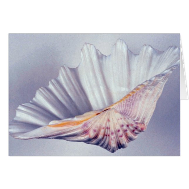 Cartão concha gigante de moluscos para uso decorativo (Frente Horizontal)