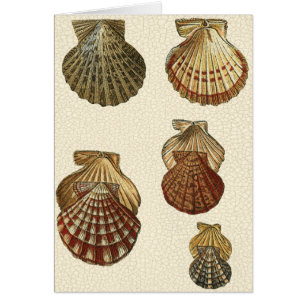 Cartão Conchas Antigas Raspadas