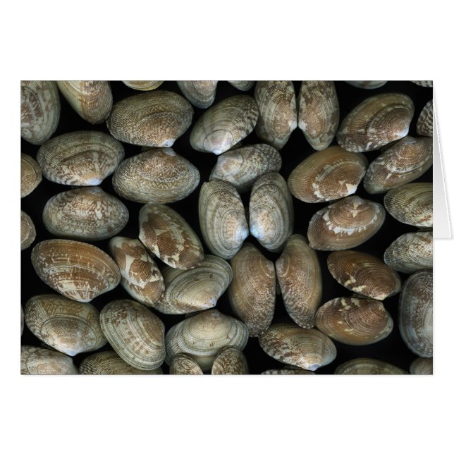Cartão Conchas de moluscos (Frente horizontal)