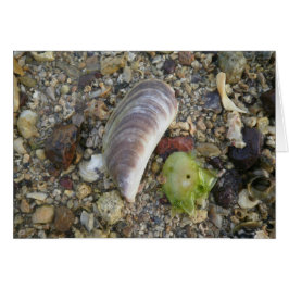 Cartão Conchas em uma praia