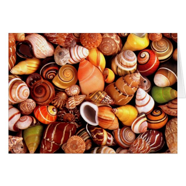 Cartão Conchas marítimas (Frente Horizontal)