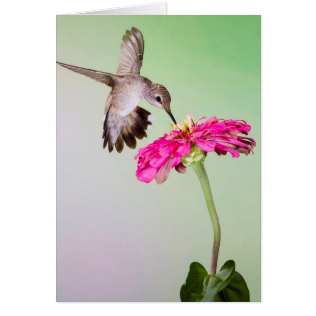 Cartão Condado de Jeff Davis, Texas (Frente)