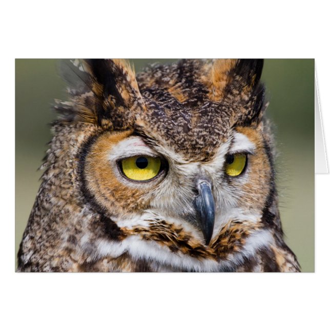 Cartão Condado de Kendall, Texas. Coruja excelente (Frente Horizontal)