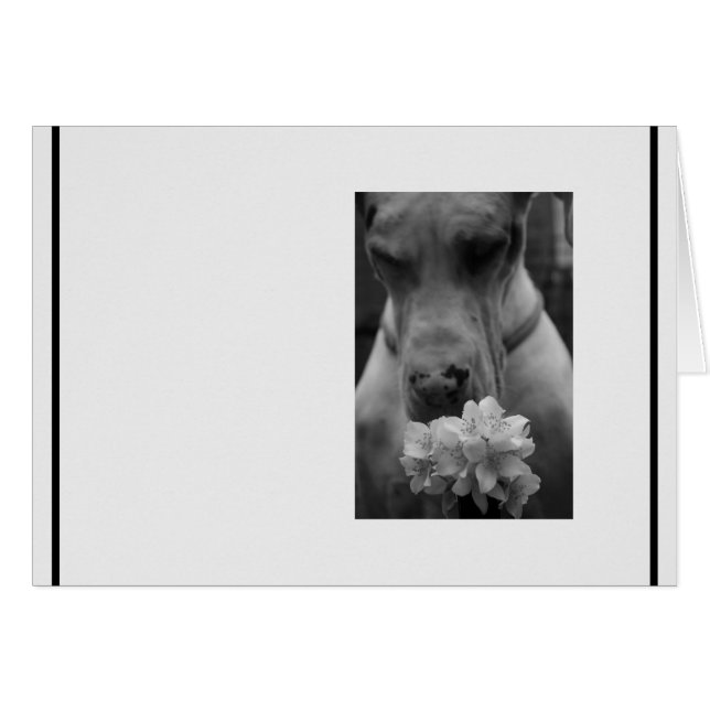 Cartão Condolência da Simpatia Negra e Branca (Frente horizontal)