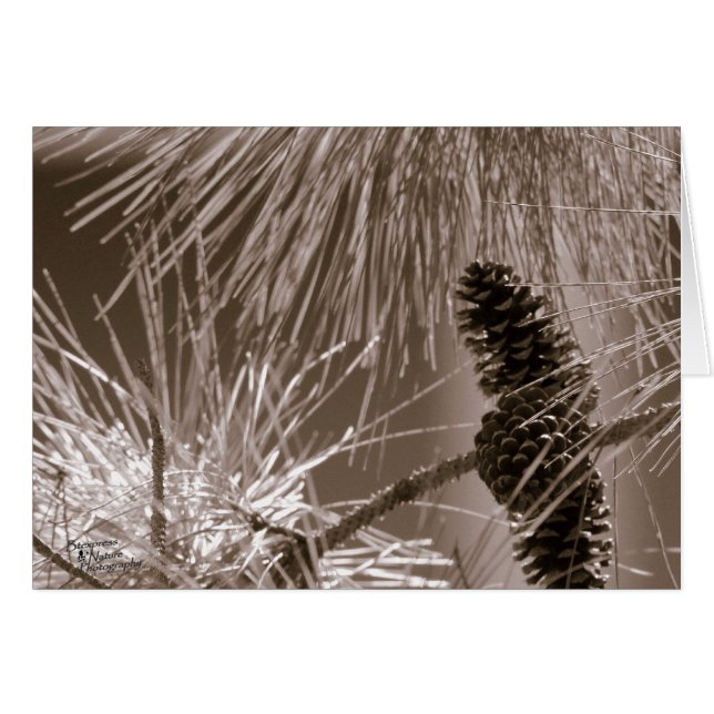 Cartão Cone de pinheiro doce (5.0) (Frente Horizontal)