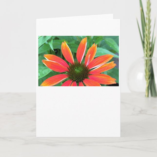 Cartão Coneflower, card (Frente)