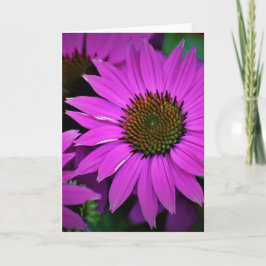 Cartão Coneflower, card