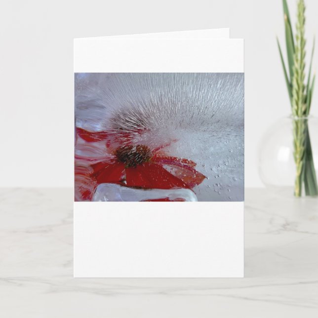 Cartão Coneflower in Ice (Frente)