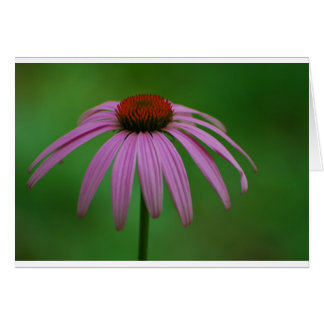 Cartão Coneflower roxo