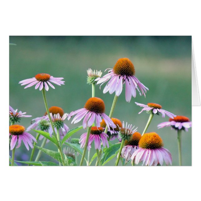 Cartão Coneflowers roxos! (Frente Horizontal)