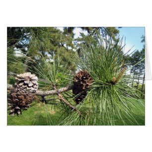 Cartão Cones do pinho