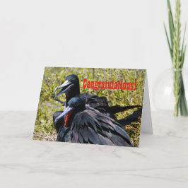 Cartão Congratulations, Frigatebirds in Love