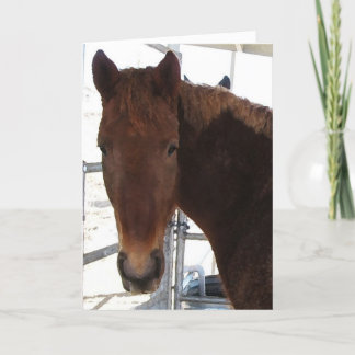 Cartão Congratulations - TWH Walking Horse - Western