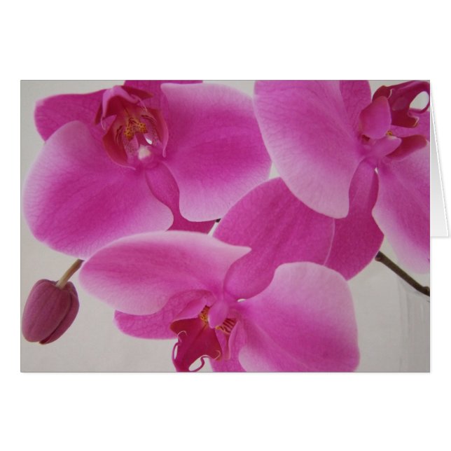 Cartão Conjunto cor-de-rosa da orquídea (Frente Horizontal)