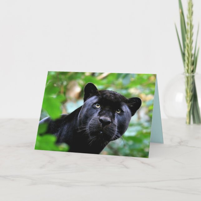 Cartão Conjunto de Gatos Grandes - 4 (Frente)